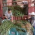 出售爬行卫矛40公分小叶付芳藤价格卫矛树苗种植基地