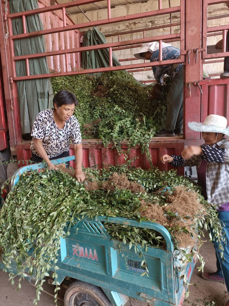 出售爬行卫矛40公分小叶付芳藤价格卫矛树苗种植基地