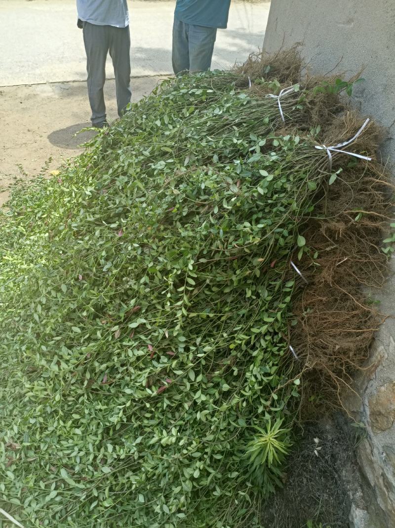 出售爬行卫矛40公分小叶付芳藤价格卫矛树苗种植基地