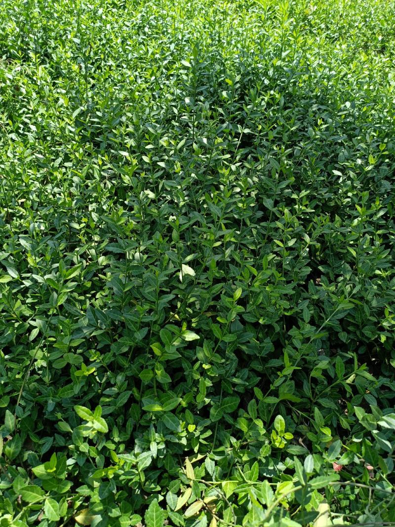 出售爬行卫矛40公分小叶付芳藤价格卫矛树苗种植基地