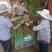 出售爬行卫矛40公分小叶付芳藤价格卫矛树苗种植基地