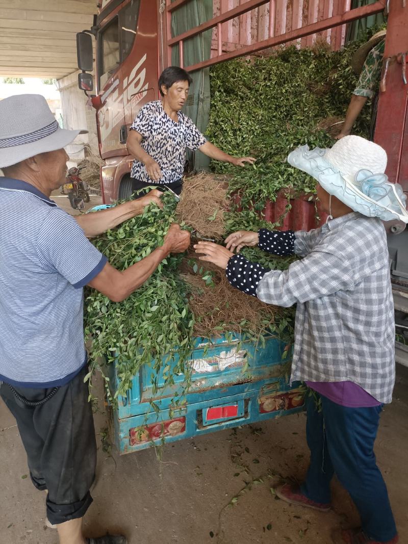 出售爬行卫矛40公分小叶付芳藤价格卫矛树苗种植基地