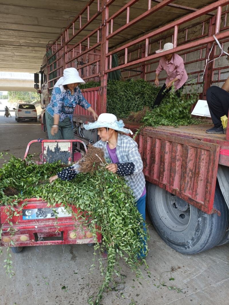 出售爬行卫矛40公分小叶付芳藤价格卫矛树苗种植基地