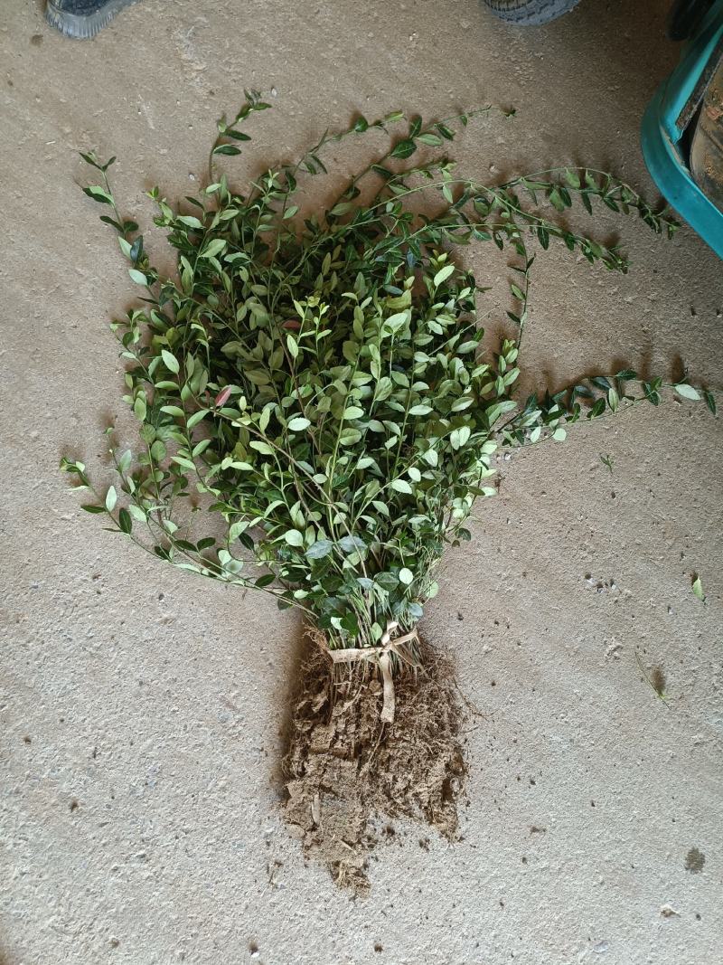 出售爬行卫矛40公分小叶付芳藤价格卫矛树苗种植基地