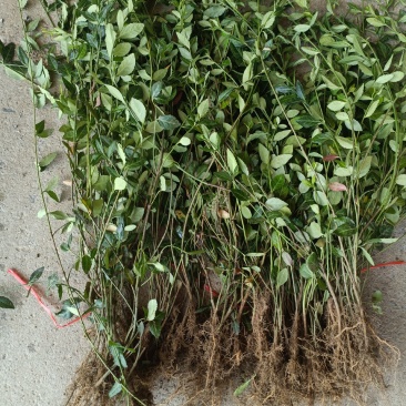 出售爬行卫矛40公分小叶付芳藤价格卫矛树苗种植基地