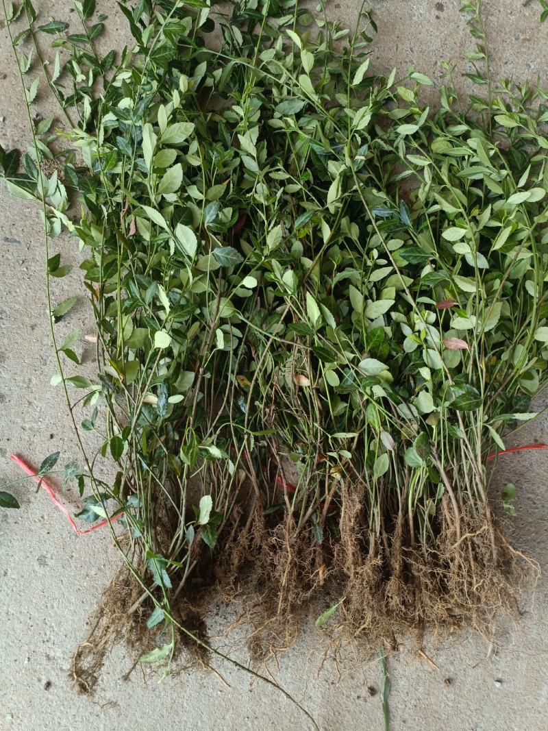 出售爬行卫矛40公分小叶付芳藤价格卫矛树苗种植基地
