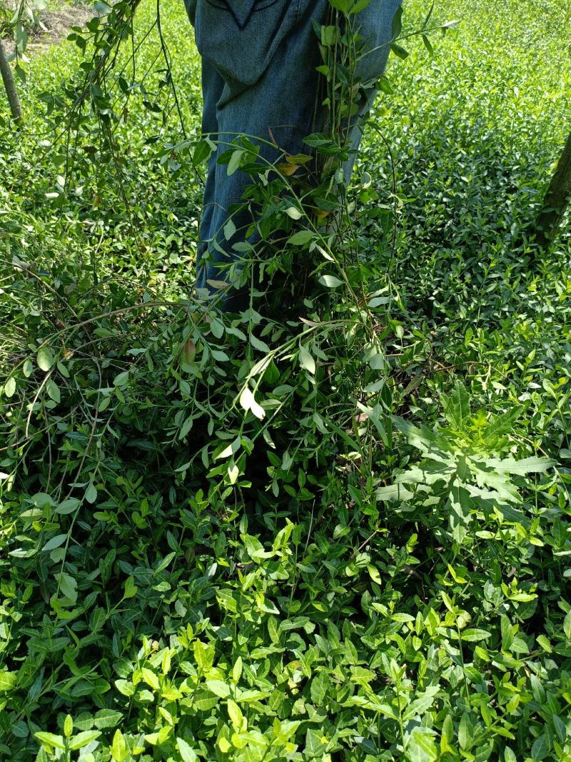出售爬行卫矛40公分小叶付芳藤价格卫矛树苗种植基地