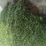 出售爬行卫矛40公分小叶付芳藤价格卫矛树苗种植基地