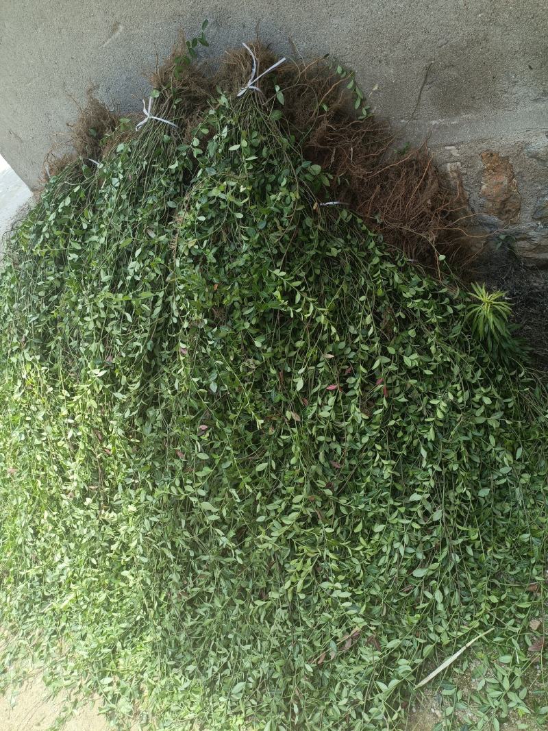 出售爬行卫矛40公分小叶付芳藤价格卫矛树苗种植基地