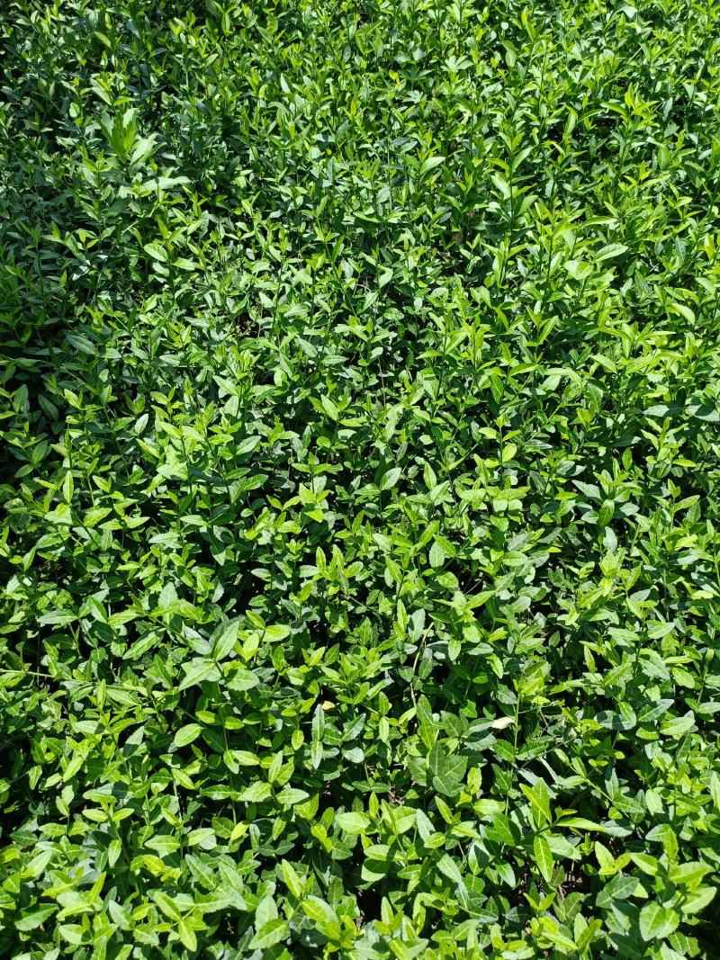 出售爬行卫矛40公分小叶付芳藤价格卫矛树苗种植基地