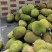 菠萝蜜已上市，产地直销，果园直发，有常有，奶糖，金包等品
