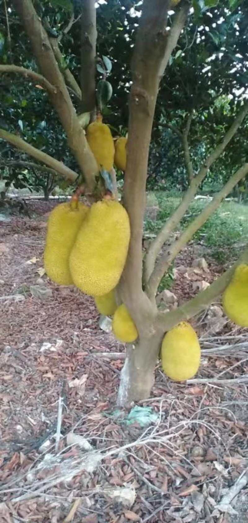 广东菠萝蜜，有常有，金包，奶奶糖等品种，