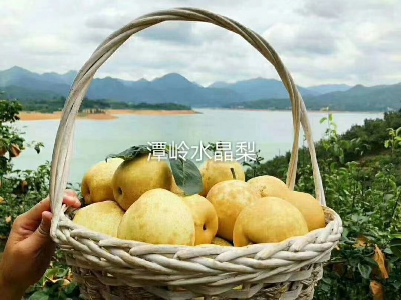 潭岭正宗水晶梨