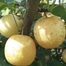 潭岭正宗水晶梨