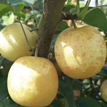 潭岭正宗水晶梨