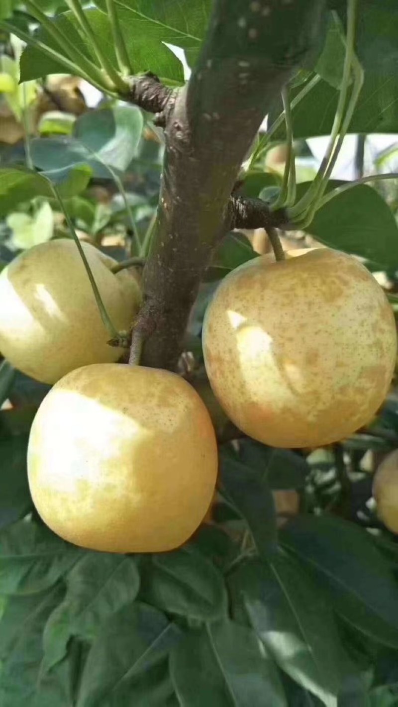 潭岭正宗水晶梨