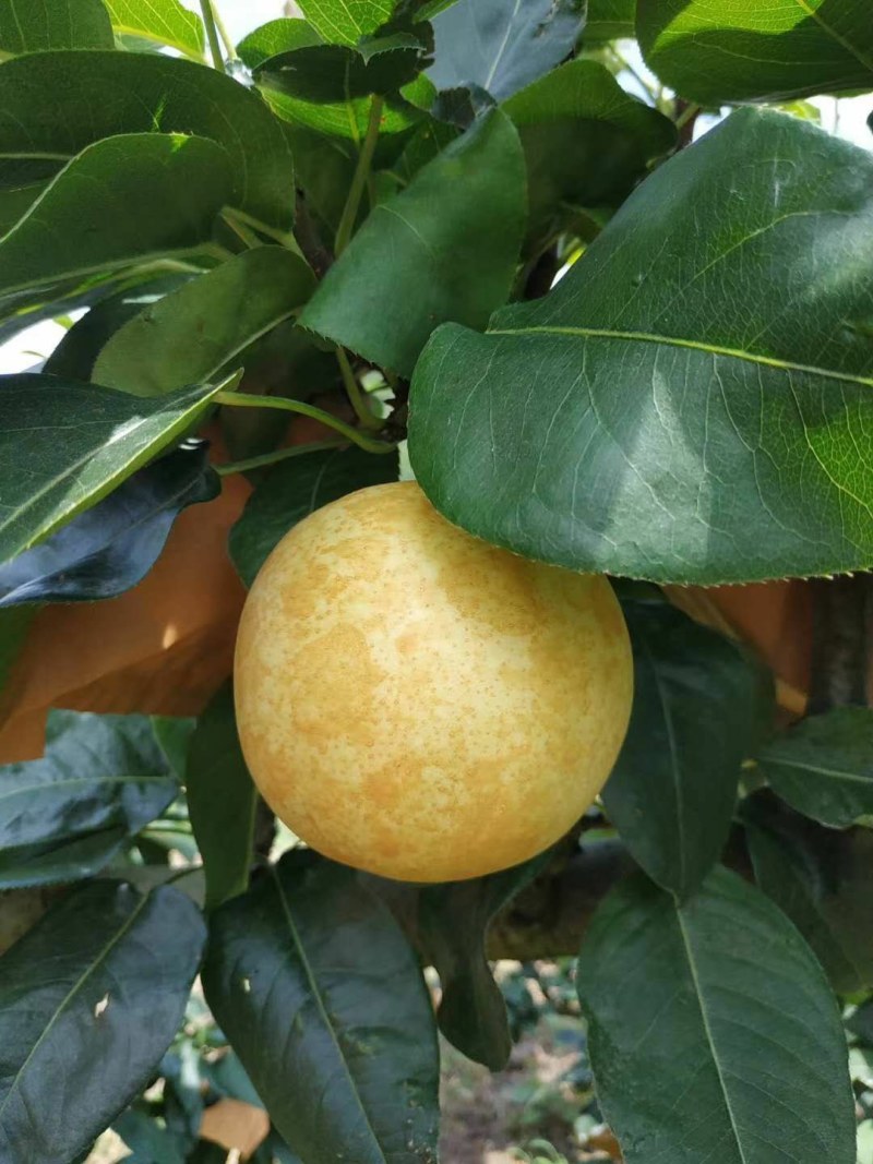 潭岭正宗水晶梨