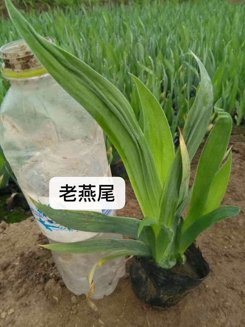鸢尾，花色多样，规格齐全，一手货源，大量有货，基地直发