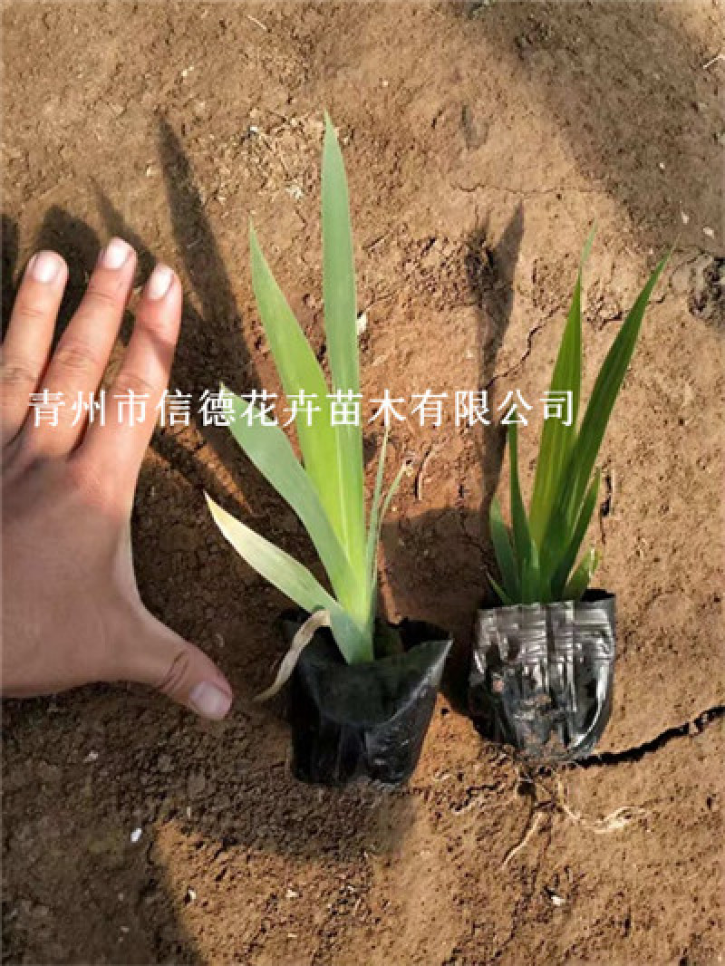 鸢尾，花色多样，规格齐全，一手货源，大量有货，基地直发