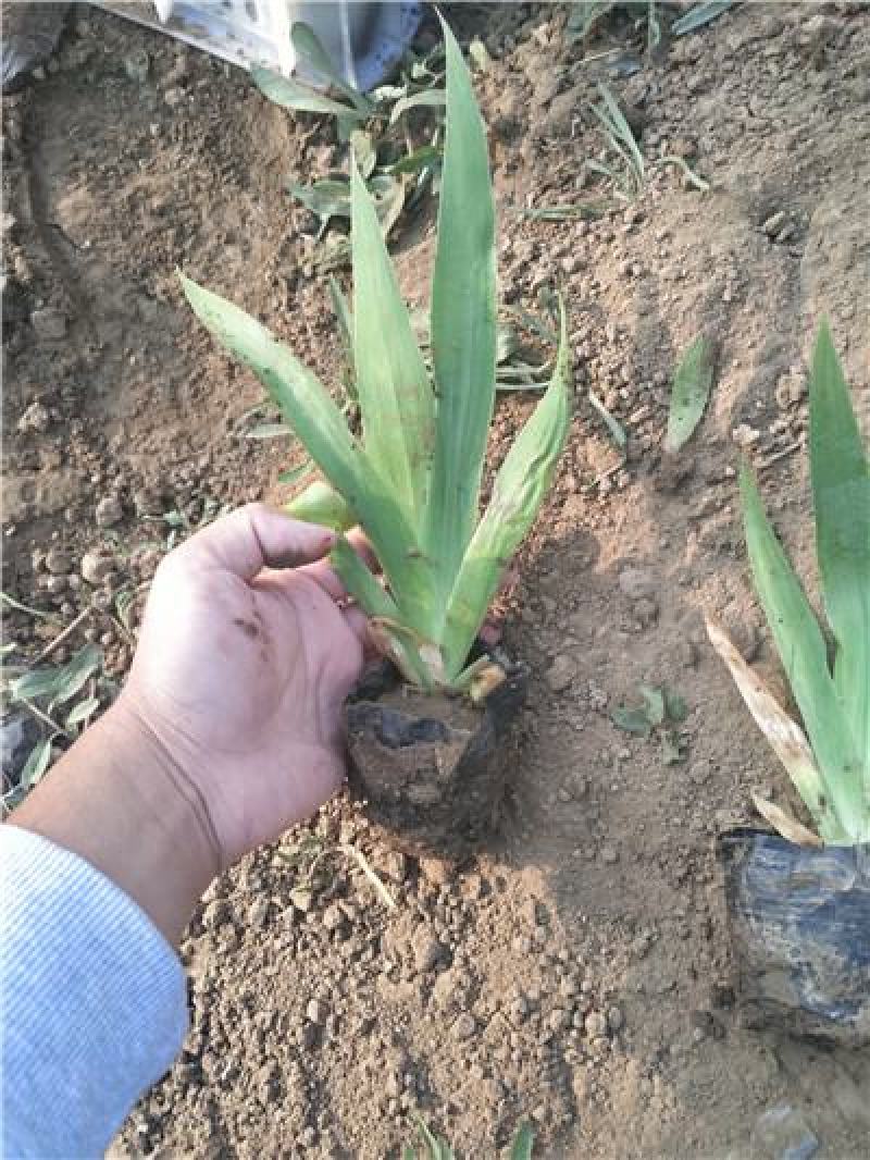 鸢尾，花色多样，规格齐全，一手货源，大量有货，基地直发