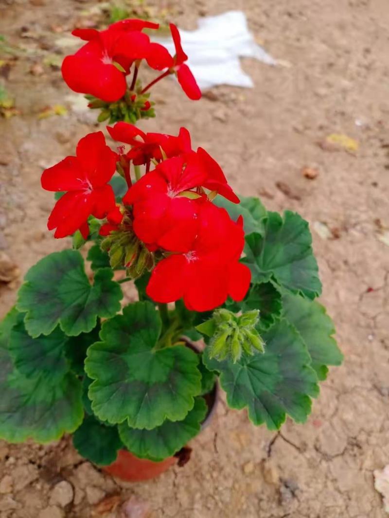 天竺葵，花色齐全，一手货源，大量有货，基地直发