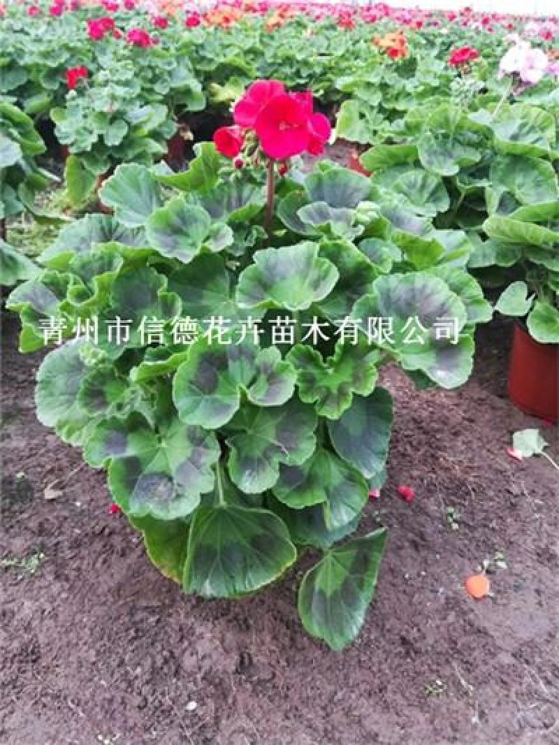 天竺葵，花色齐全，一手货源，大量有货，基地直发