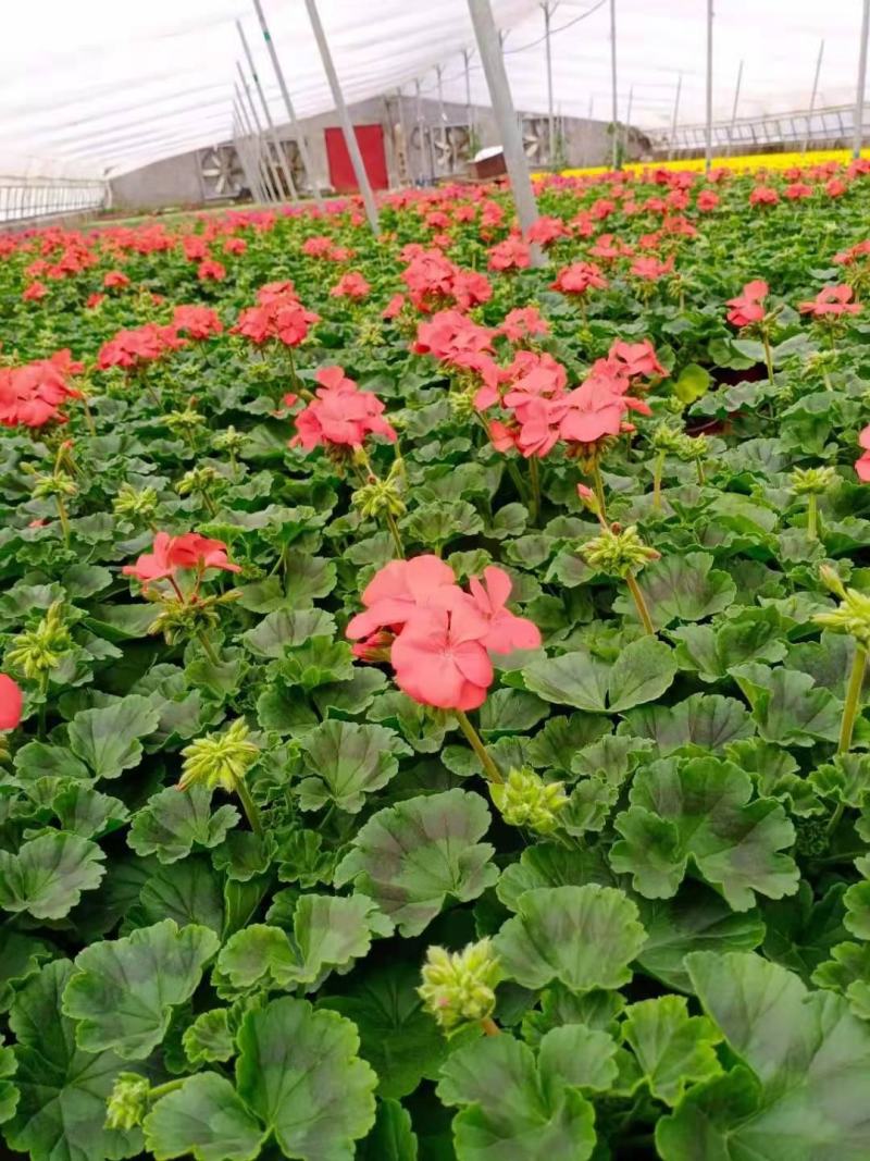 天竺葵，花色齐全，一手货源，大量有货，基地直发