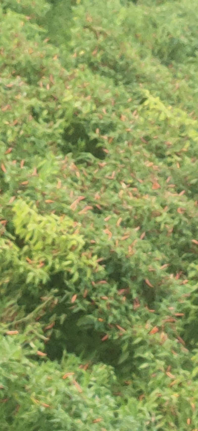 广西南宁产地红辣椒