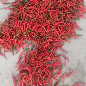 广西南宁产地红辣椒