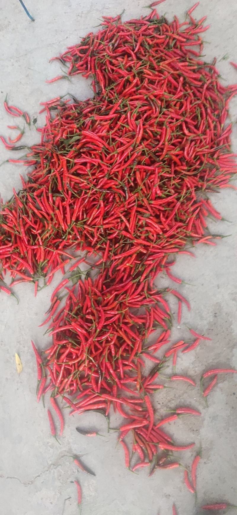 广西南宁产地红辣椒