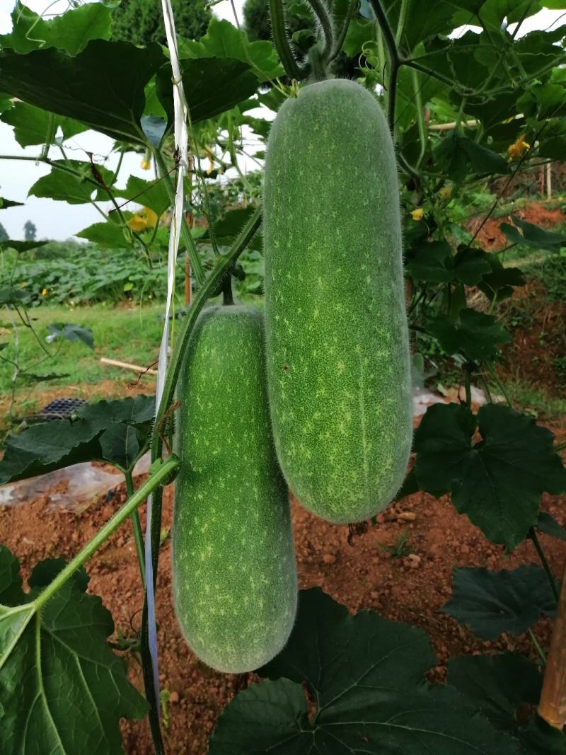 小米冬瓜