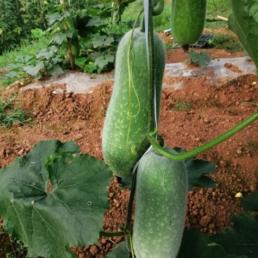 小米冬瓜