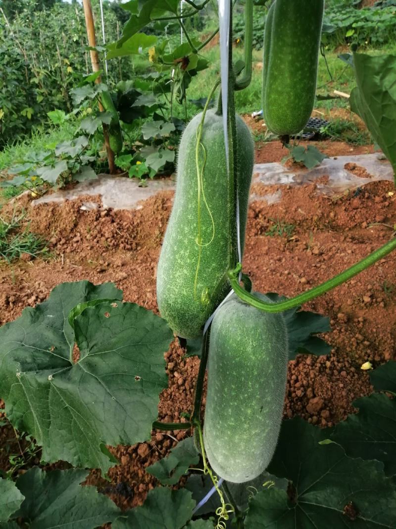 小米冬瓜