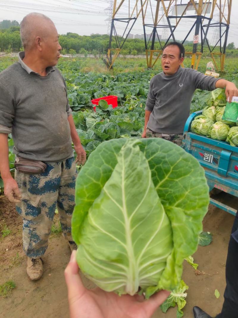 万众春雷，牛心包甘蓝种子，四川种都种业生产