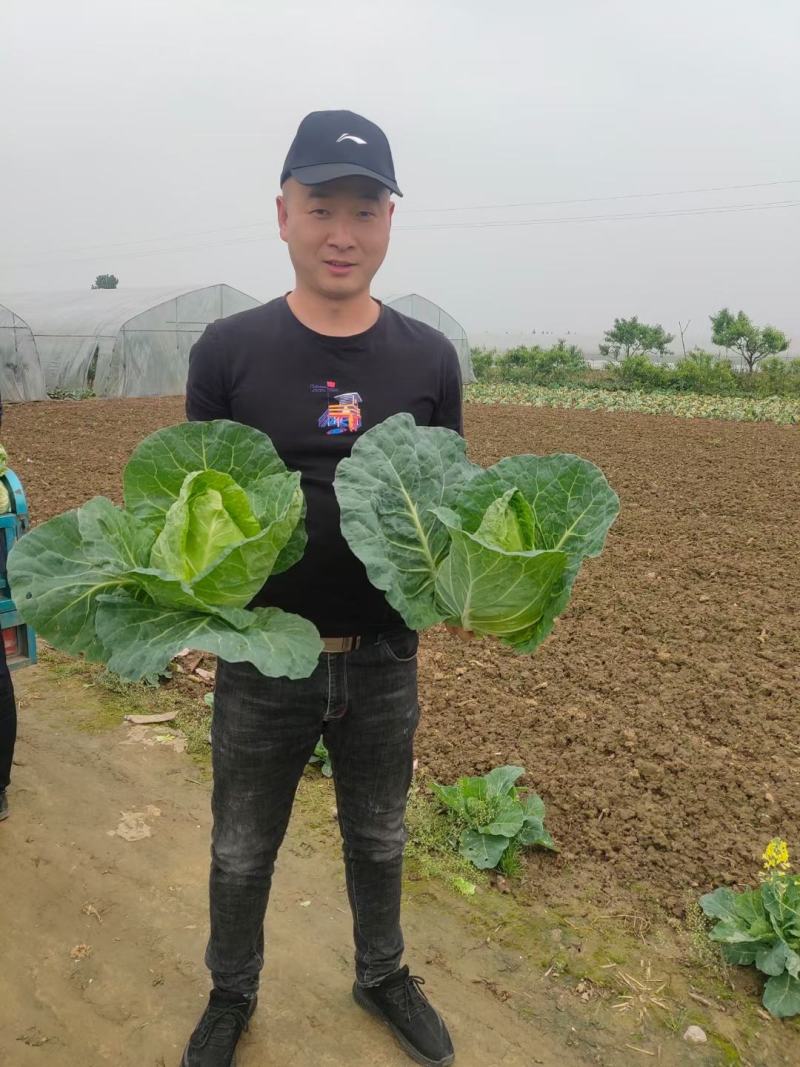 万众春雷，牛心包甘蓝种子，四川种都种业生产