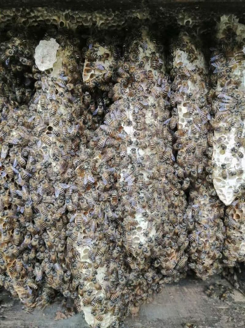 云南低热河谷自然保护区纯野生蜂蜜