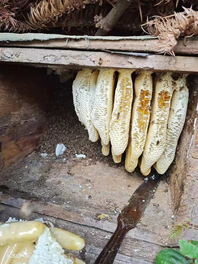 云南低热河谷自然保护区纯野生蜂蜜