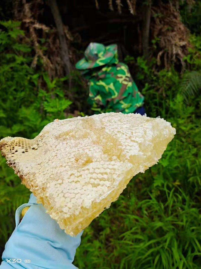 云南低热河谷自然保护区纯野生蜂蜜