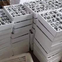 厂家常年批发烤鸭蛋礼盒对接电商超市招代理欢迎来电订购