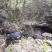 深山放养山猪肉土猪肉批发生鲜店饭店酒楼土特产
