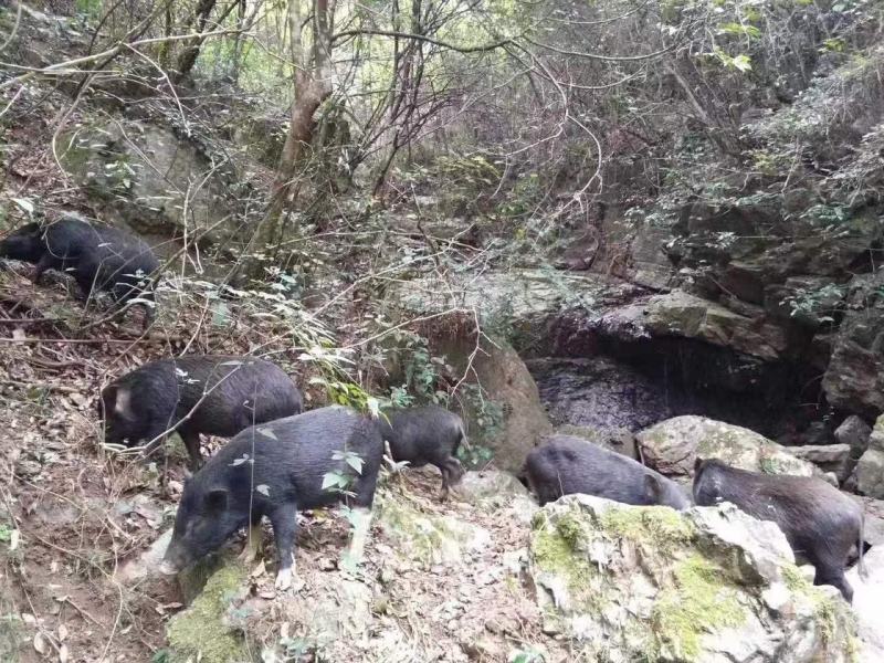 深山放养山猪肉土猪肉批发生鲜店饭店酒楼土特产