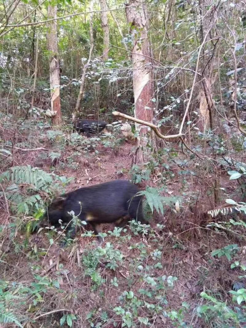 深山放养山猪肉土猪肉批发生鲜店饭店酒楼土特产