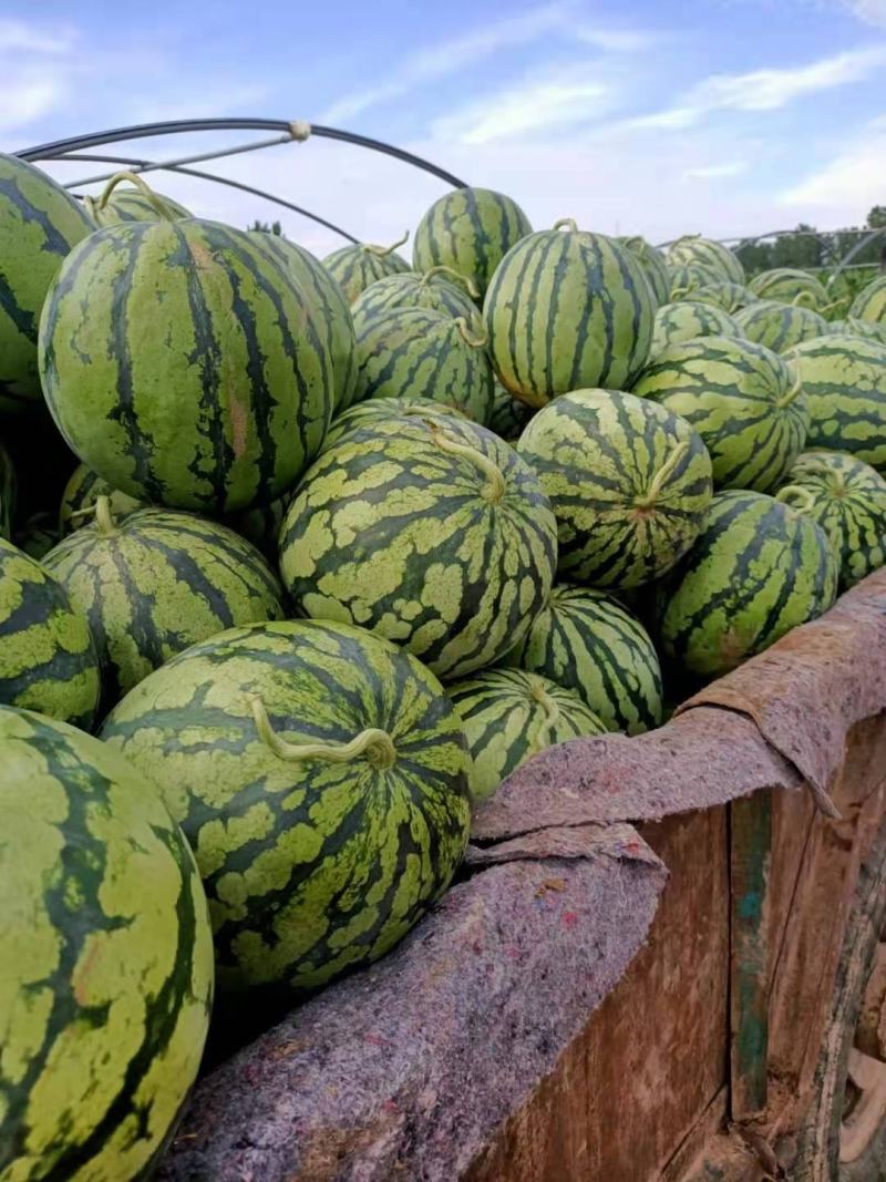 美都西瓜