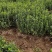 50/60胶东卫矛