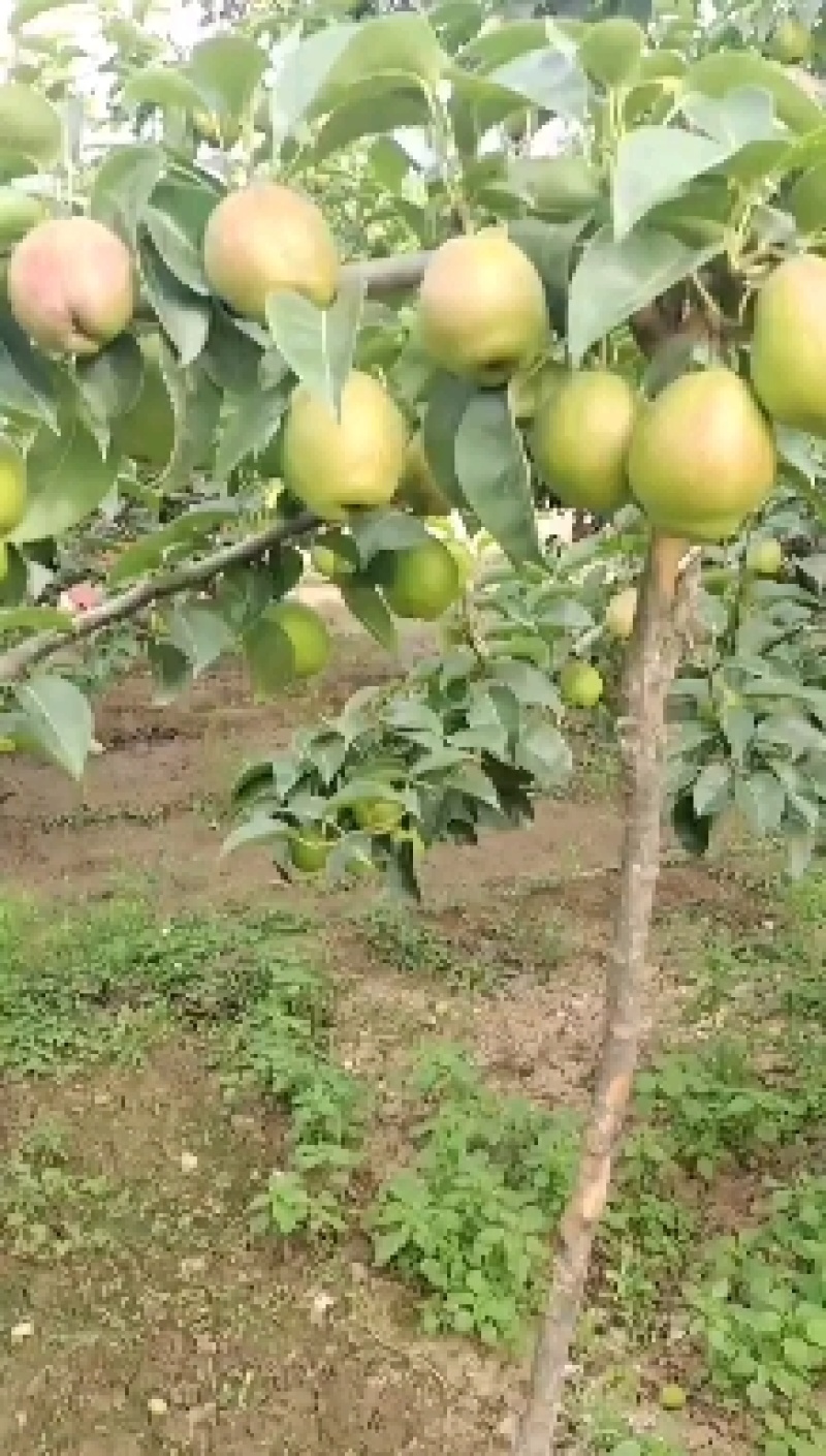 新梨七号深州主产区，我区域种植历史悠久，源远流长，口感细