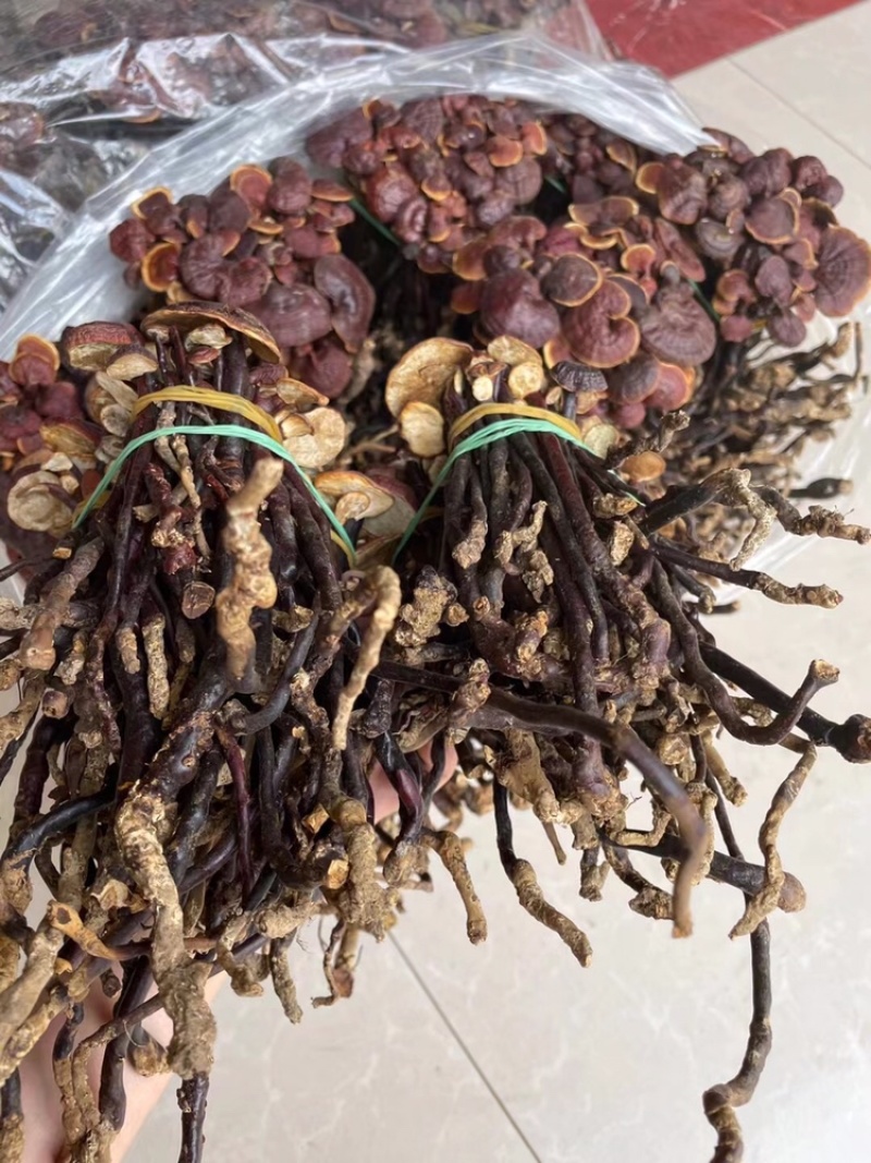 灵芝王小红灵芝*靓现货供应一手货源