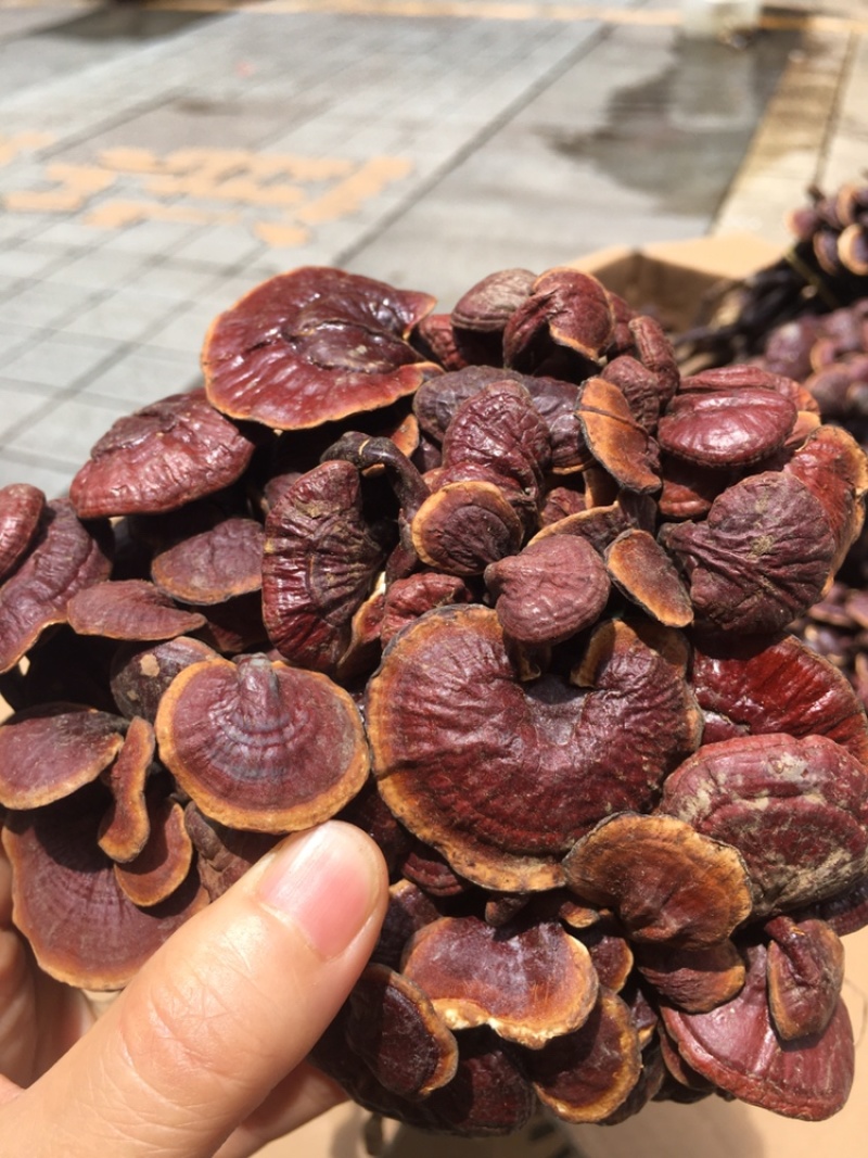 灵芝王小红灵芝*靓现货供应一手货源