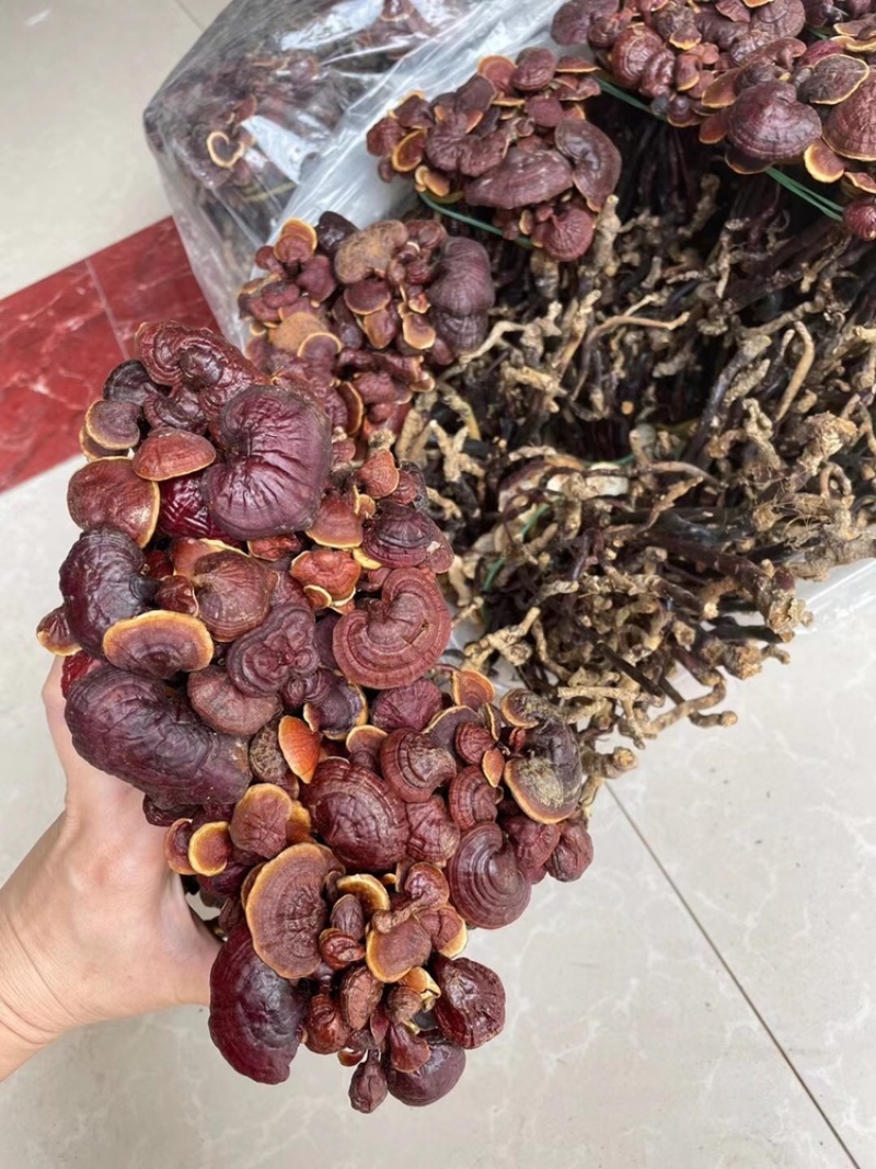灵芝王小红灵芝*靓现货供应一手货源