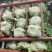 【精品】白菜净菜毛菜3-5全国供应基地直发欢迎联系