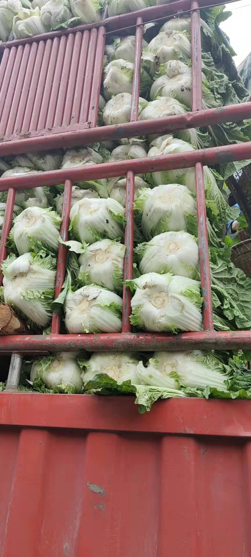 【精品】白菜净菜毛菜3-5全国供应基地直发欢迎联系